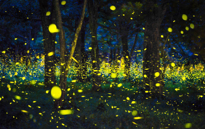 firefly forest.jpg
