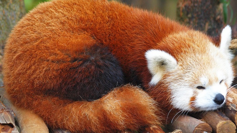 Zoo Atlanta in Grant Park