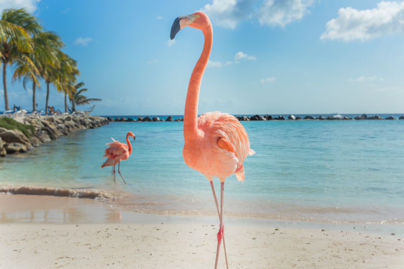 Flamingo Beach.jpg