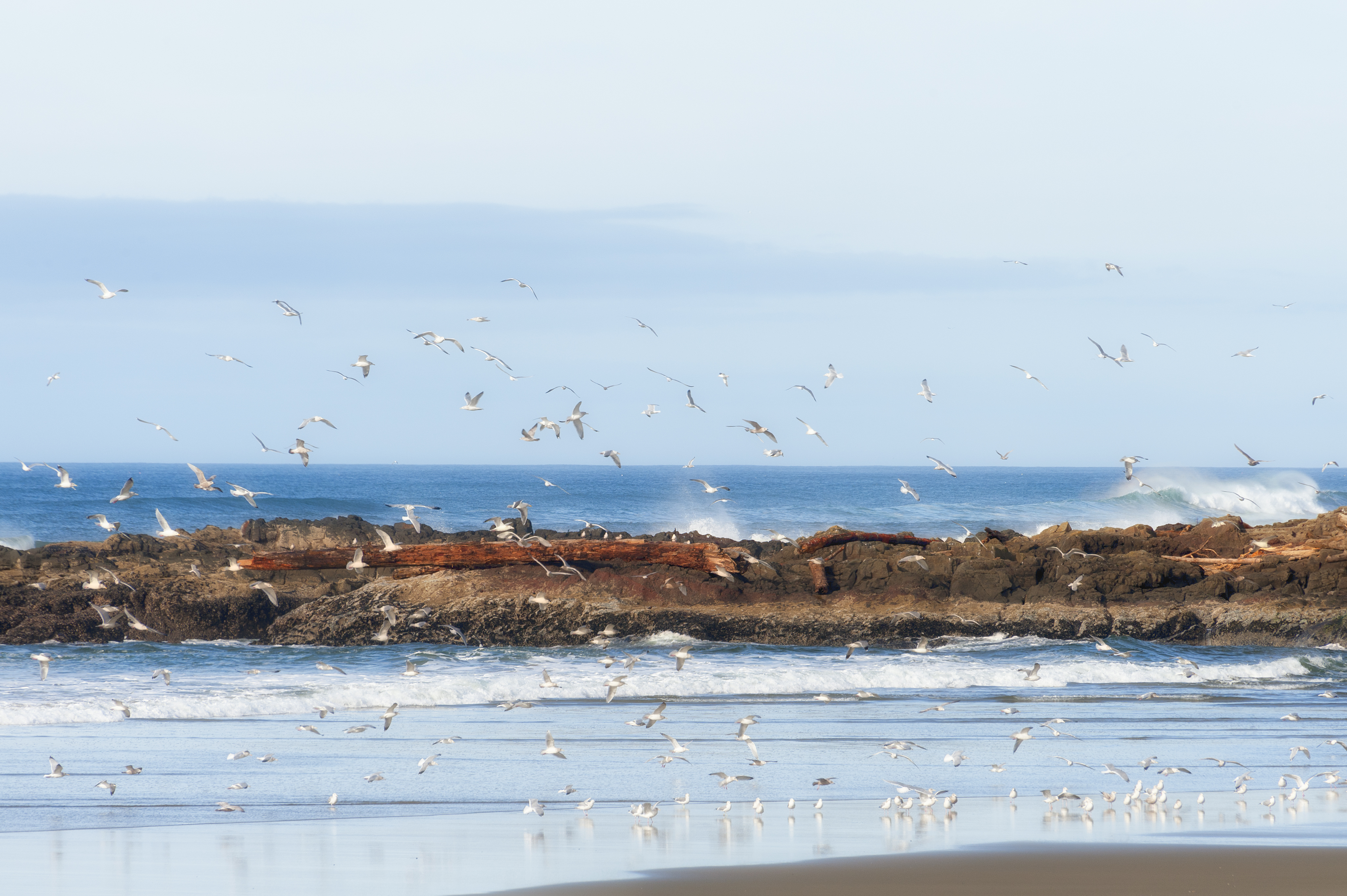 Seagulls take flight along an Oregon Coast beach