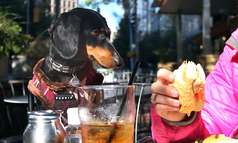 dog friendly einsteins atlanta.jpg
