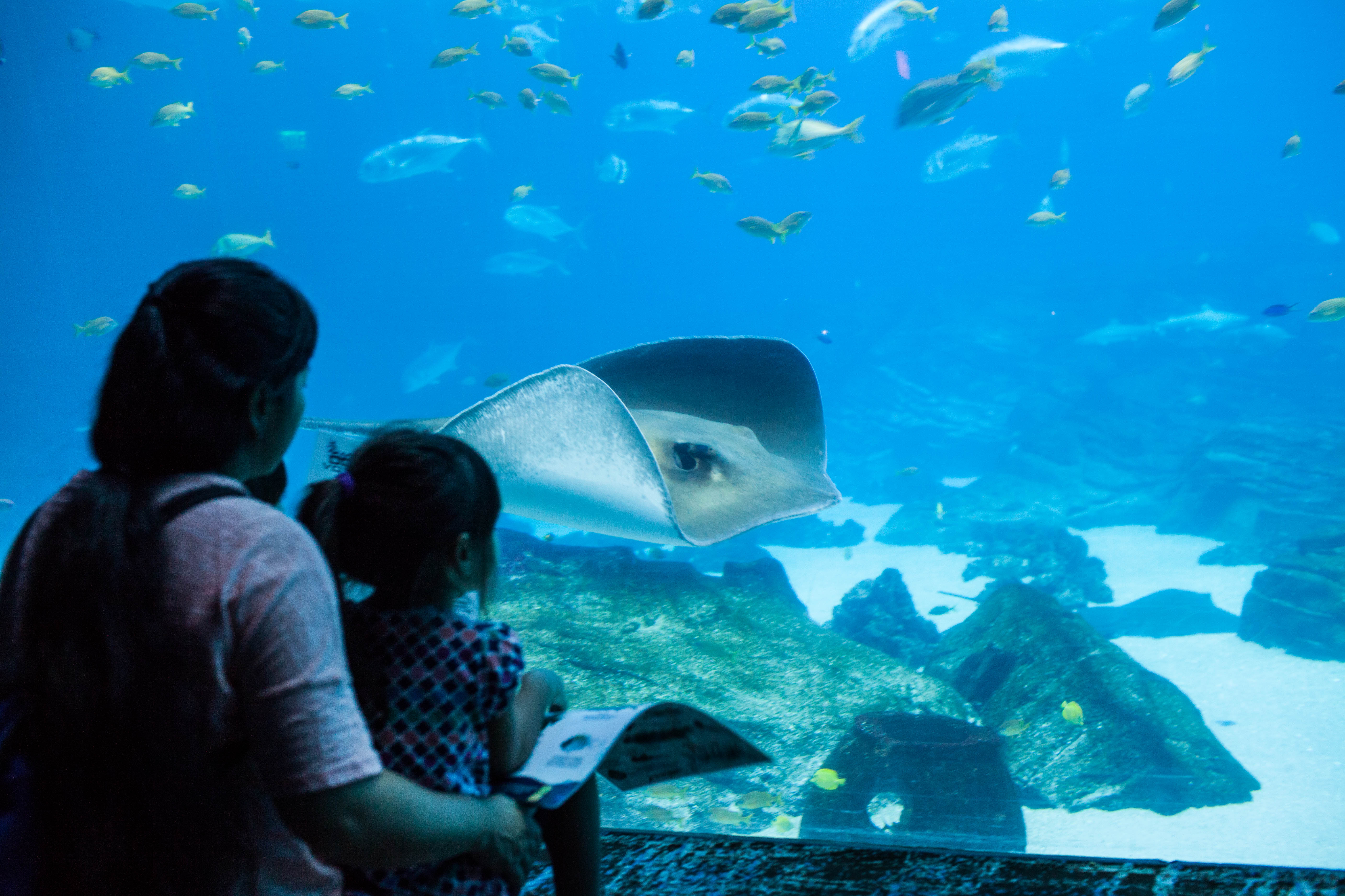 Dive in without getting wet at Georgia Aquarium in Atlanta