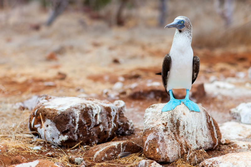 Galapagos.jpg