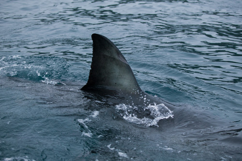 We Won’t Insult You by Calling These Shark Fun Facts “Fin Facts”
