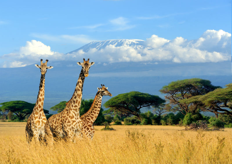 Kenya.jpg