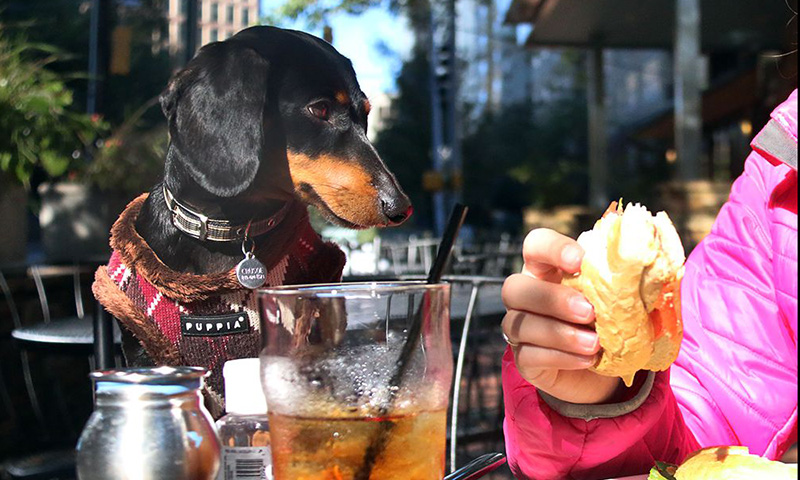 Photo courtesy Crusoe the Celebrity Dachshund