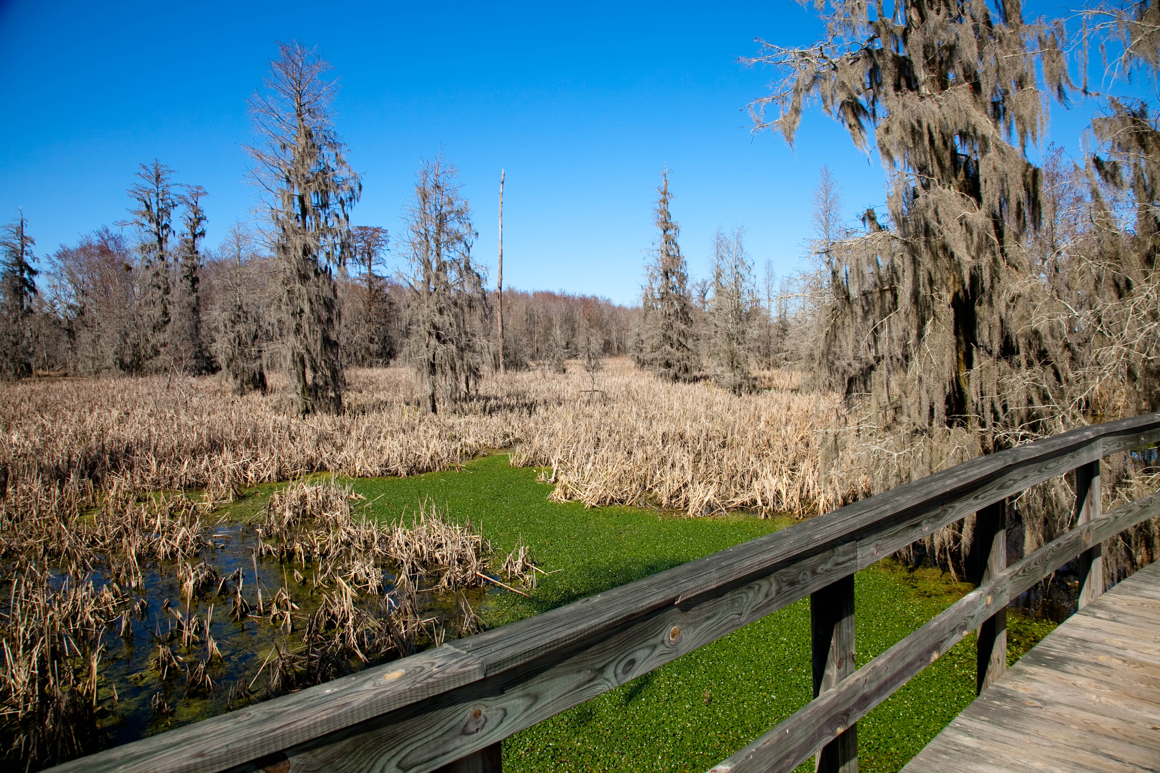 20161109_phinizy-swamp-along-boardwalk.jpg